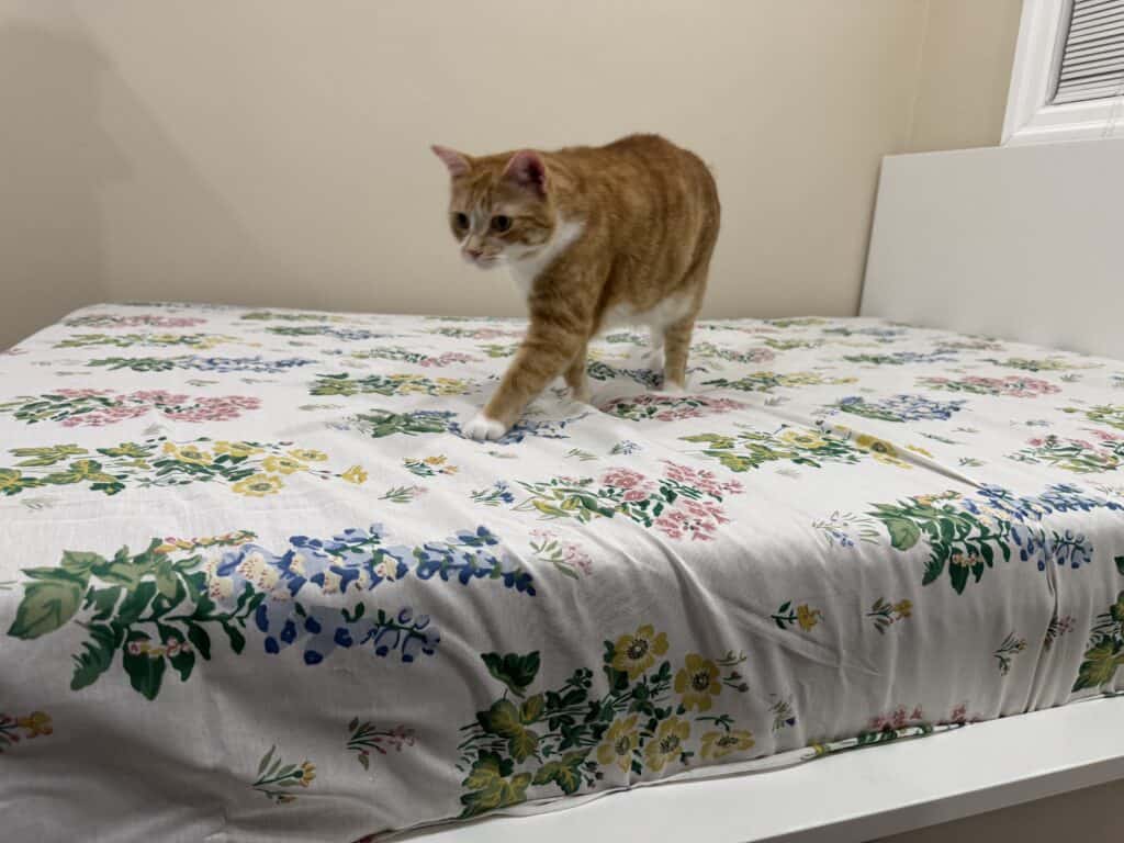 Canadian Down and Feather Company 850 Loft Goose Down Duvet